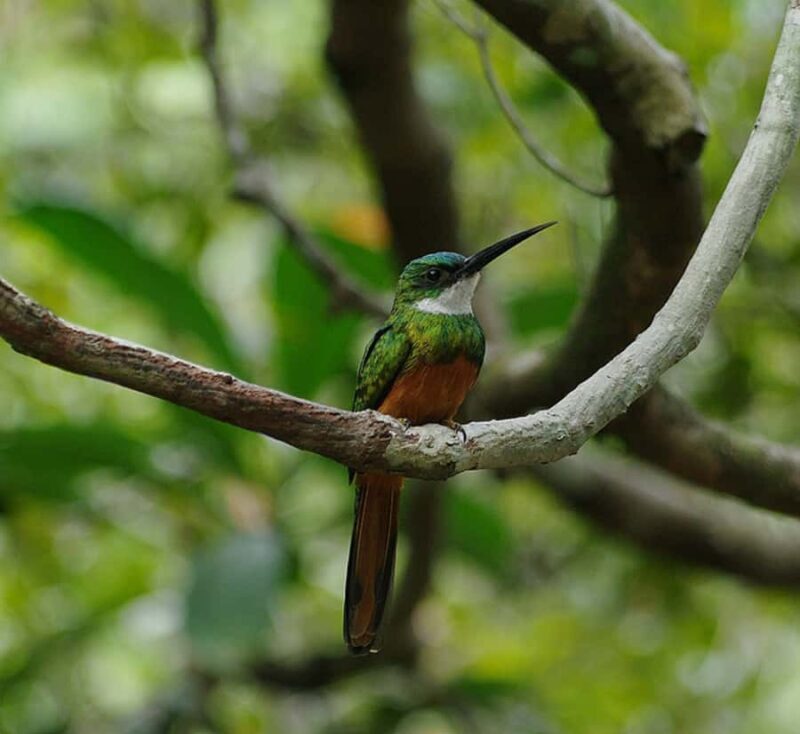 Colonial North Coast beaches - Full-Day Tour - FAQ