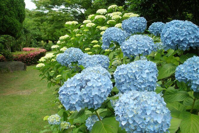Colors of Japan, Fukuoka Nokonoshima Island Park & Wagyu BBQ - Transportation and Group Size