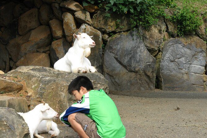 Colors of Japan, Fukuoka Nokonoshima Island Park & Wagyu BBQ - The Experience in Context