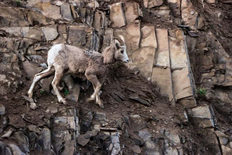 Columbia Icefield, Skywalk, Crowfoot Glacier, and Lakes Tour - FAQ
