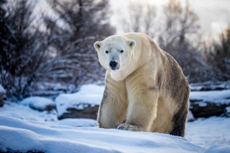 Columbus, OH: Columbus Zoo and Aquarium Entry Ticket - Frequently Asked Questions