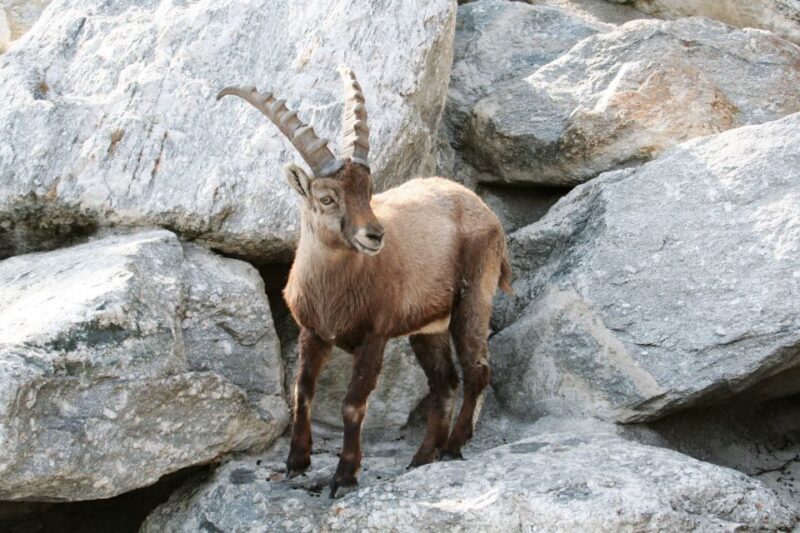 Combi Entrance Ticket to Alpine Zoo and Hungerburg - Authentic Wildlife Encounters and Scenic Views