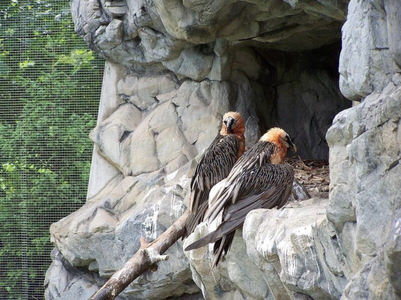 Combi Entrance Ticket to Alpine Zoo and Hungerburg - Who Will Enjoy This Tour?