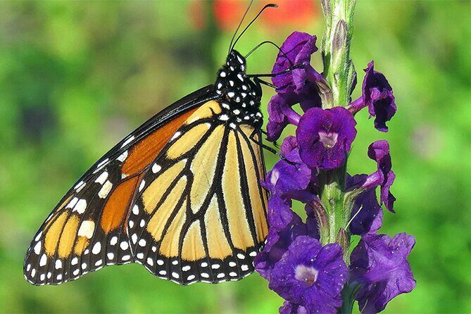 Combination: Argyle Waterfall & Tropical Garden with Hummingbirds - Experience the Natural Charm of Tobago: Argyle Waterfall & Tropical Garden Tour