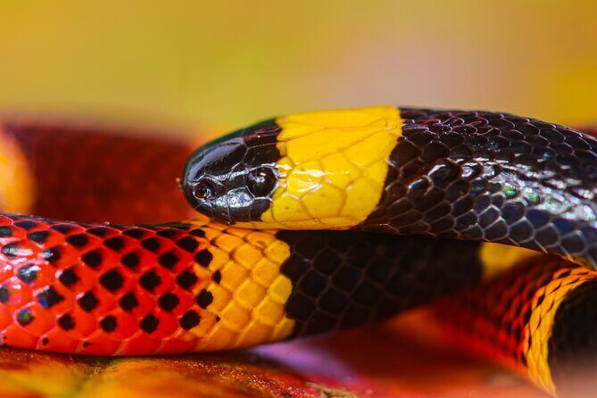 Combined Tour all day Bridges + Volcano + Lunch + Waterfall - In-Depth Review of the La Fortuna Full-Day Tour