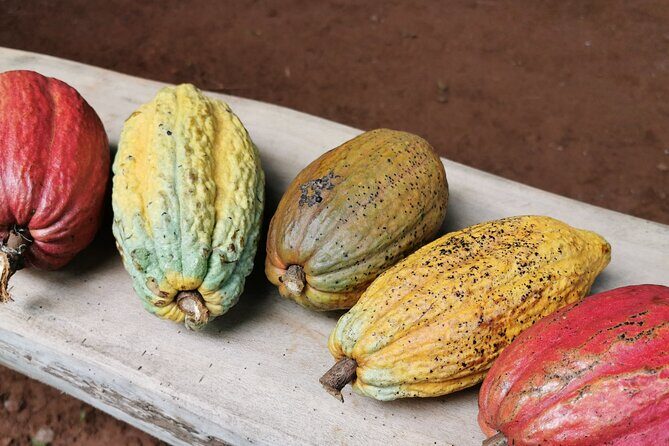 Combo 2: Chocolate Tour & Jungle Night Tour - An In-Depth Look at the Combo 2 Tour in Quepos