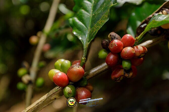 Combo 3: Manuel Antonio Park Tour & Chocolate Tour - Who Is This Tour Best For?