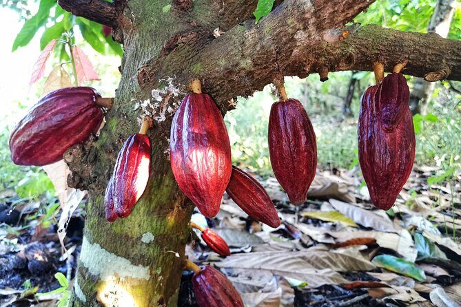 Combo 3: Manuel Antonio Park Tour & Chocolate Tour - FAQ