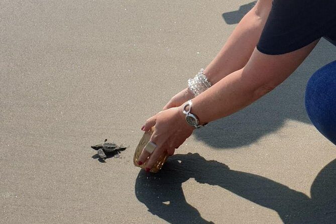 Combo 6 Hr Tour All City Highlights Divers Baby Turtle Release - Practical Details and Tips
