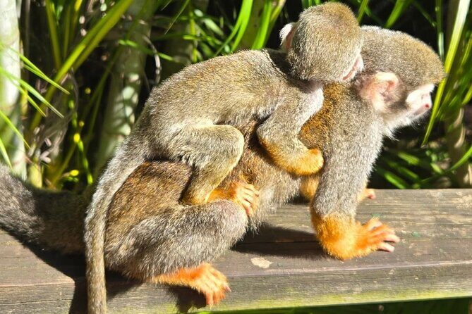 Combo: Buggy and Monkeys in Puerto Plata Group Adventure - Practical Details and What to Expect