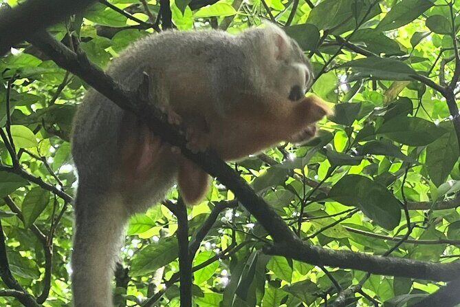 Combo: Buggy and Monkeys in Puerto Plata Group Adventure - Who Should Consider This Tour?