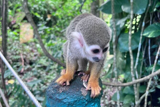 Combo: Buggy and Monkeys in Puerto Plata Group Adventure - FAQs