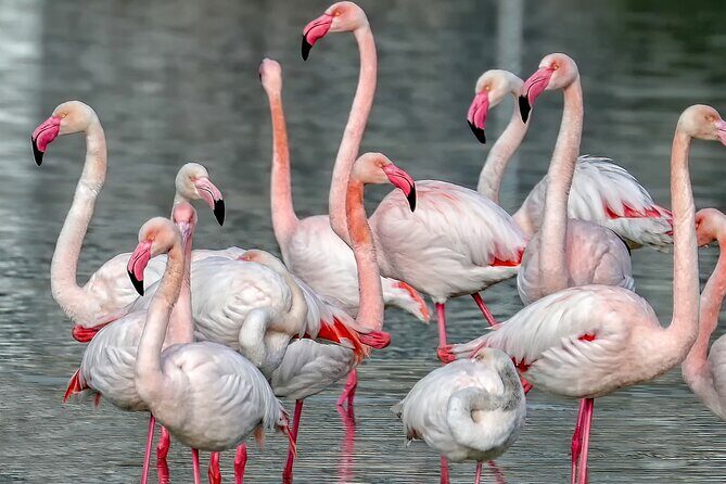 Combo: Cagliari Old Town and the Oasis of Flamingos - Who Should Book This Tour?