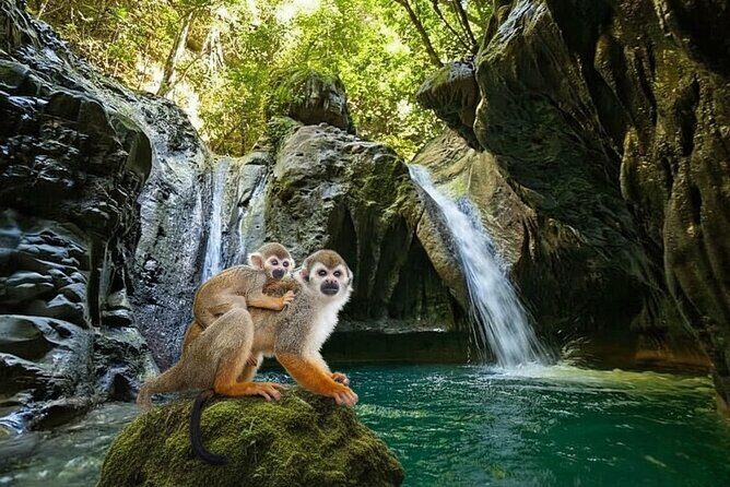 Combo : Damajagua and Monkeys Group Tour in Puerto Plata - Discovering the Waterfalls and Wildlife of Puerto Plata