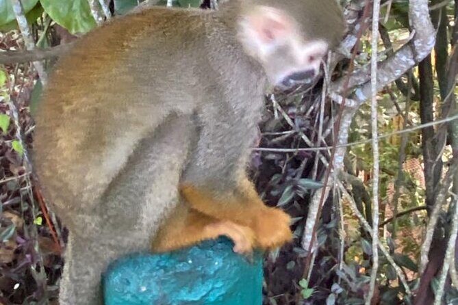 Combo : Damajagua and Monkeys Group Tour in Puerto Plata - Who Should Consider This Tour?