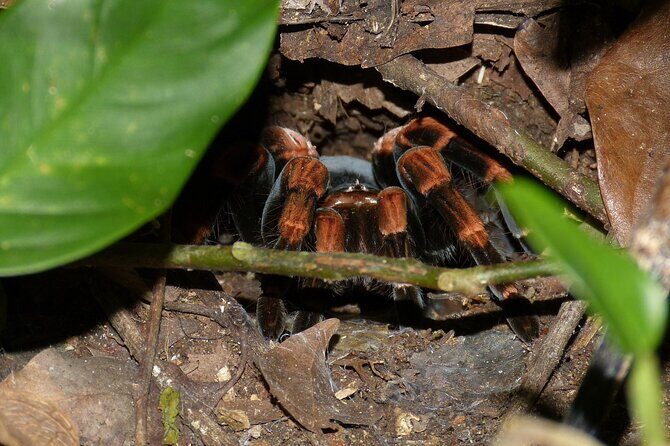 Combo: Day Trip to Hanging Bridges + ZipLine in Monteverde - An In-Depth Look at the Monteverde Combo Tour