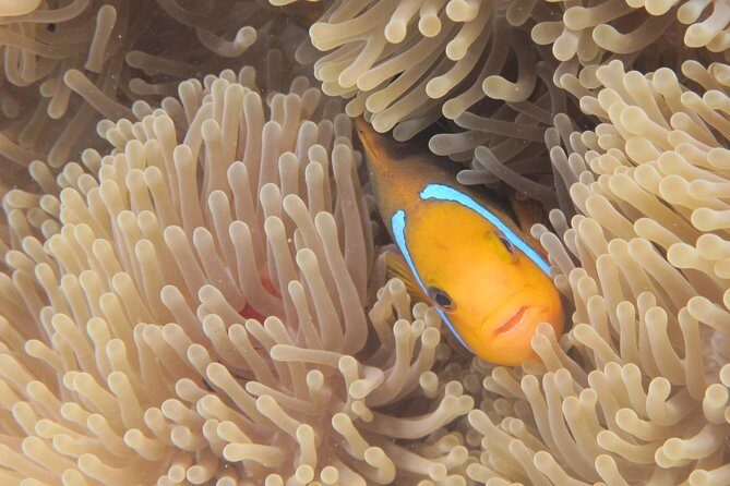 Combo Diving and Snorkeling Full Day Tour - Who Would Enjoy This Tour?