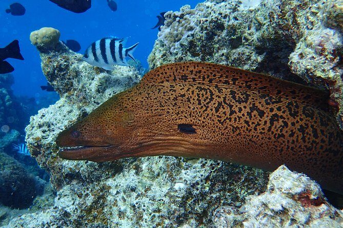 Combo Diving and Snorkeling Full Day Tour - Final Thoughts