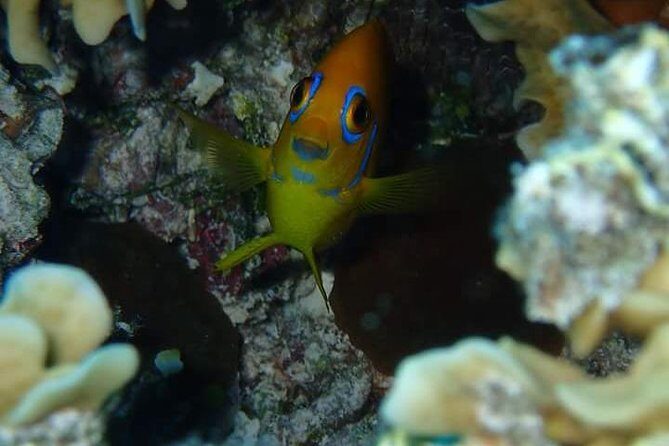 Combo Diving and Snorkeling Half-Day Tour - Who Is This Tour Best For?