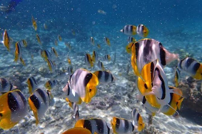 Combo Diving and Snorkeling Half-Day Tour - Final Thoughts