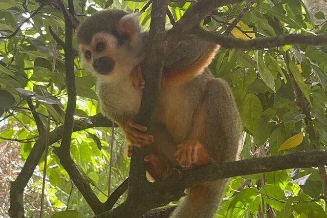 Combo : of Monkeys and Historical City Tour - Logistics and Comfort