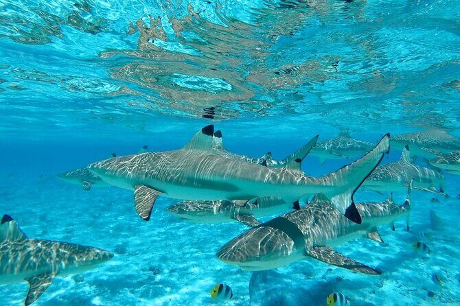 Combo snorkeling + motu lunch + jet ski group tour full day - Experience Summary