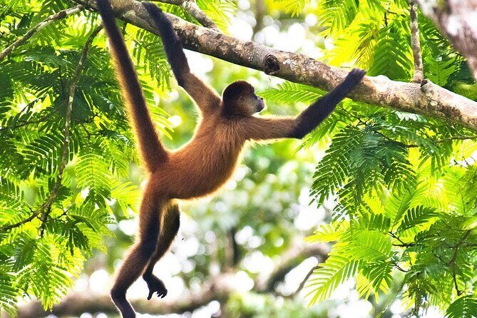 Combo Tour: Hanging Bridges + Thermal Spa in Arenal - FAQ