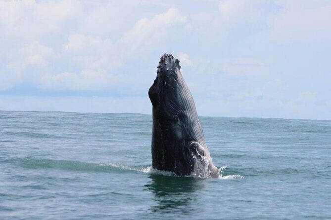 Combo Tour Marino Ballena National Park - Experience the Marine Magic of Marino Ballena National Park