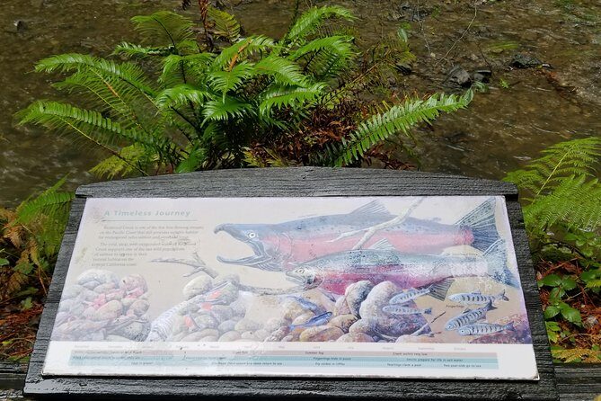 Combo Tour: Muir Woods, Sausalito and Sonoma Wine Country Tour - The Itinerary in Detail