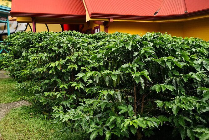 Combo tour Poas Volcano and La Paz waterfall and Coffee tour - The Sum Up