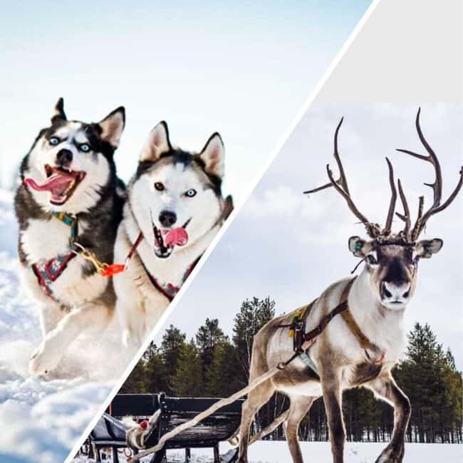 Combo TourHusky and Reindeer Sledding Ride in Levi - An In-Depth Look at the Experience