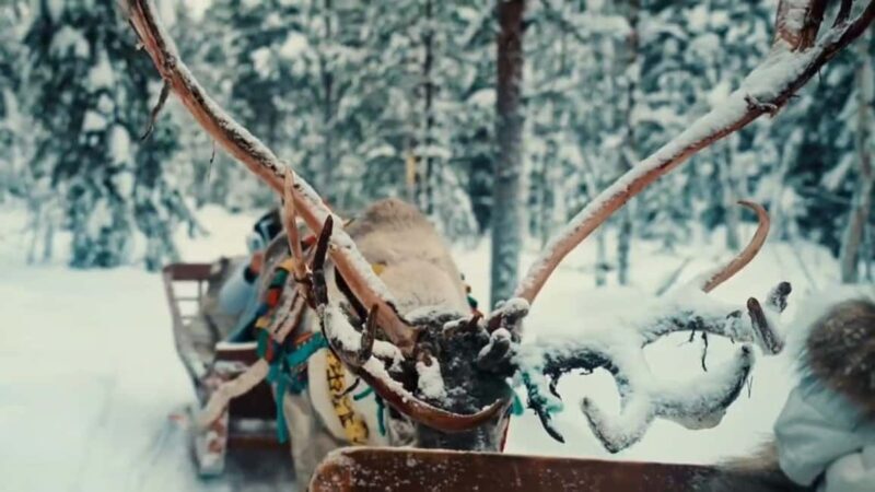 Combo TourHusky and Reindeer Sledding Ride in Levi - Practical Tips for Travelers