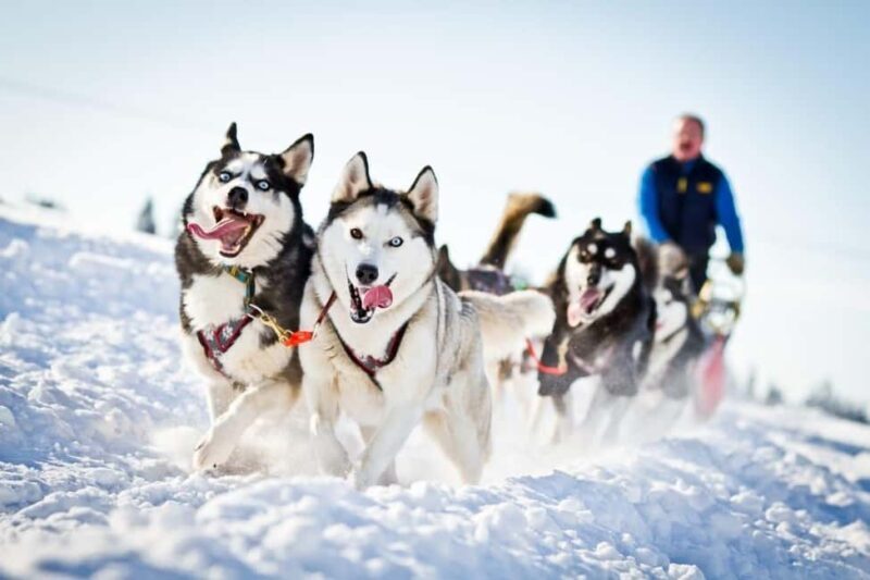 Combo TourHusky and Reindeer Sledding Ride in Levi - Who Should Consider This Tour?
