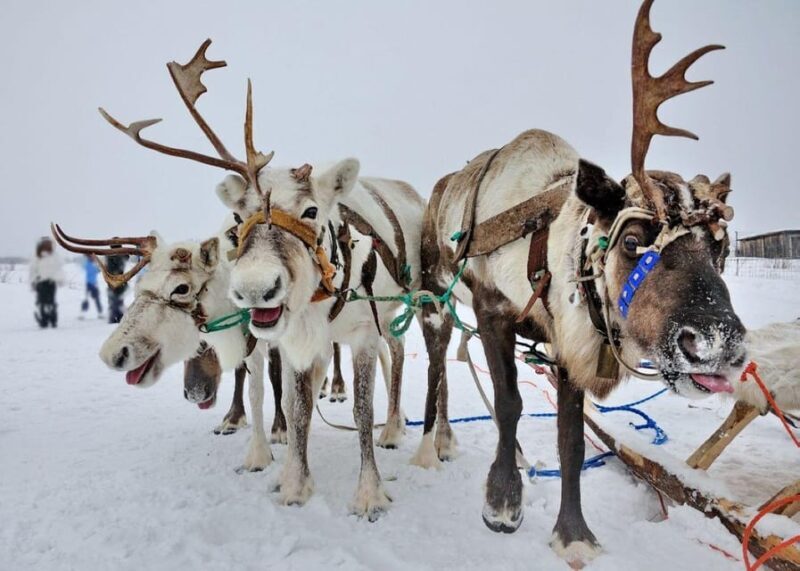 Combo TourHusky and Reindeer Sledding Ride in Levi - Final Thoughts