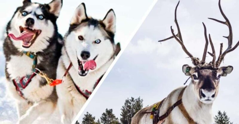 Combo TourHusky and Reindeer Sledding Ride in Levi - FAQ