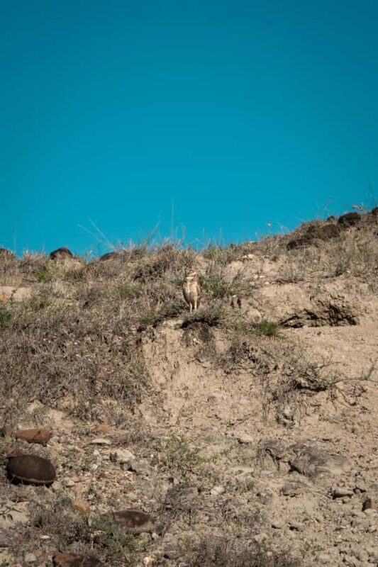 Community and Biodiversity Tour of the Tatacoa Neiva Desert - Key Points