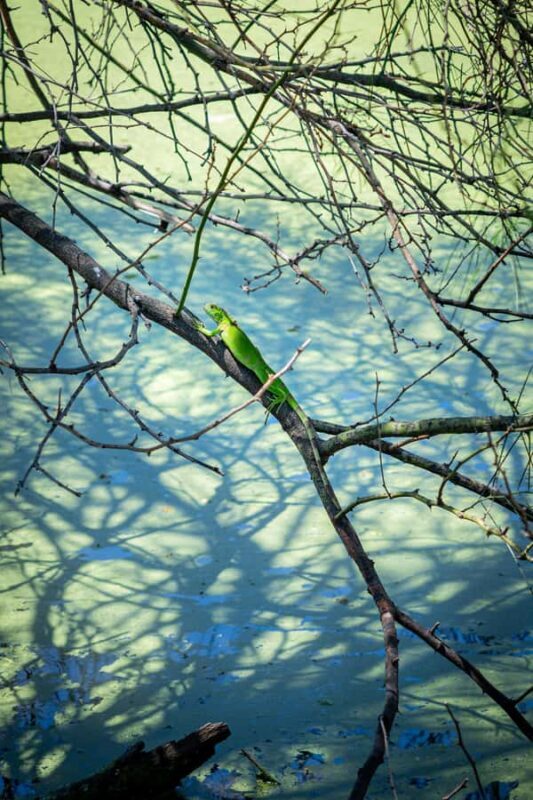 Community tour Biodiversity Latatacoa Desert Villavieja - What Travelers Say