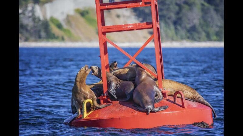 Comox: 4 Hour Whale and Wildlife Watching Tour - Analyzing Value and Practicalities