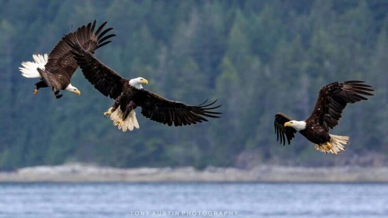 Comox: 4 Hour Whale and Wildlife Watching Tour - Final Thoughts