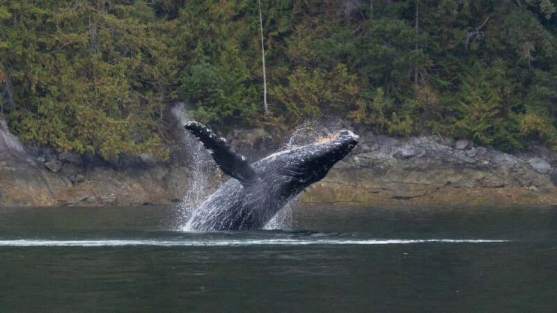Comox: 4 Hour Whale and Wildlife Watching Tour - FAQ
