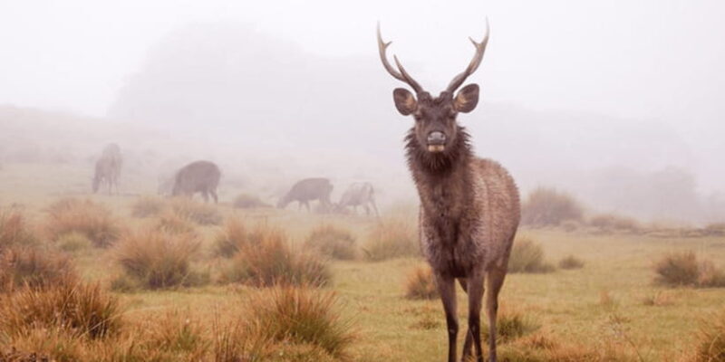Comprehensive Excursion: Horton Plains and Pedro Tea Factory - Horton Plains National Park: A Walk Through High-Altitude Wilderness