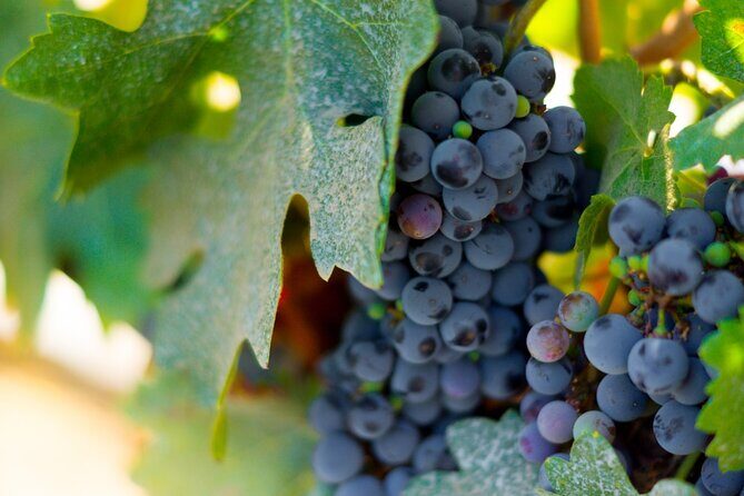 Concha y Toro Vineyard - Key Points