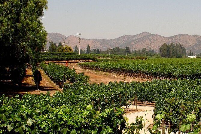 Concha y toro vineyard tour - In-Depth Review of the Concha y Toro Vineyard Tour