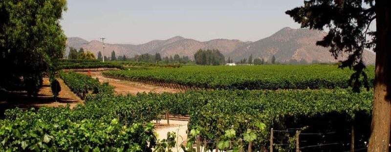 CONCHA Y TORO WINERY - TOUR : CHILE - Key Points