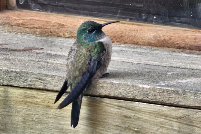 Condor Sanctuary in Antisana Park and Hummingbird Observatory - Who Is This Tour Perfect For?