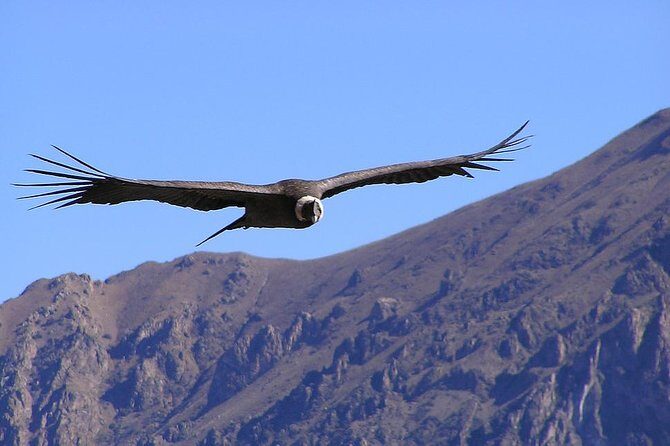 Condor Tour from Cusco - 1 Day - A Detailed Look at the Condor Tour from Cusco