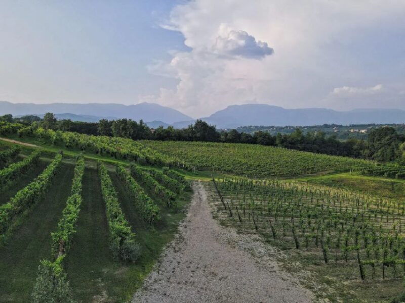 Conegliano: Prosecco Hills and Vineyards tour - Experience the Vineyards of Conegliano: Prosecco Hills and Vineyards Tour