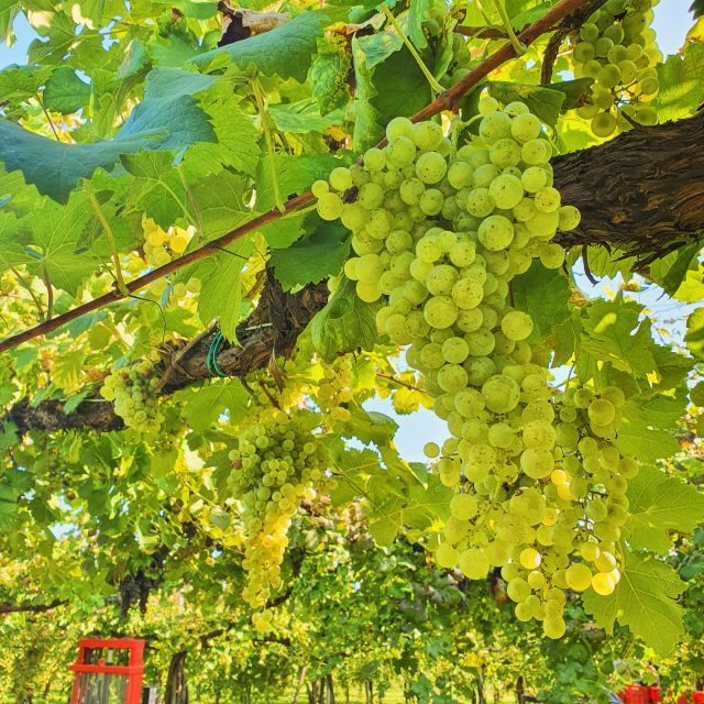 Conegliano: Prosecco Hills and Vineyards tour - The Sum Up