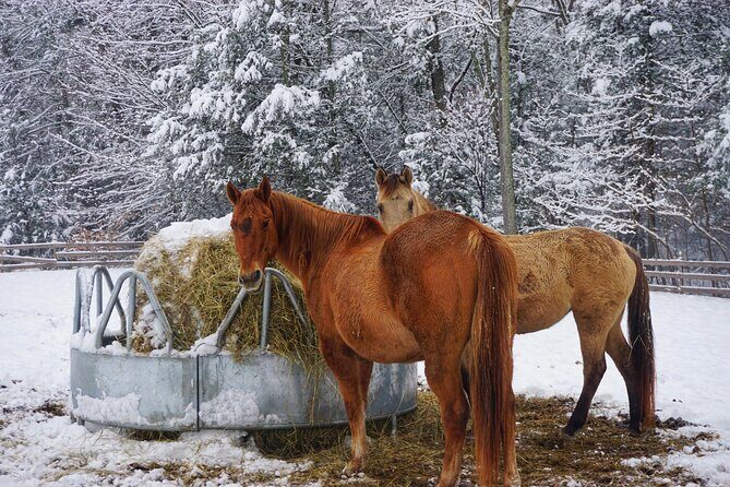 Connect with Rescue Animals on a Private Farm Tour in Catskills - An In-Depth Look at the Farm Tour Experience