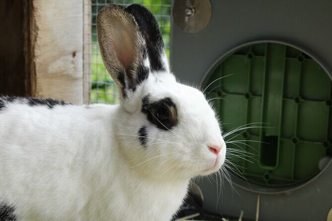 Connect with Rescue Animals on a Private Farm Tour in Catskills - FAQ